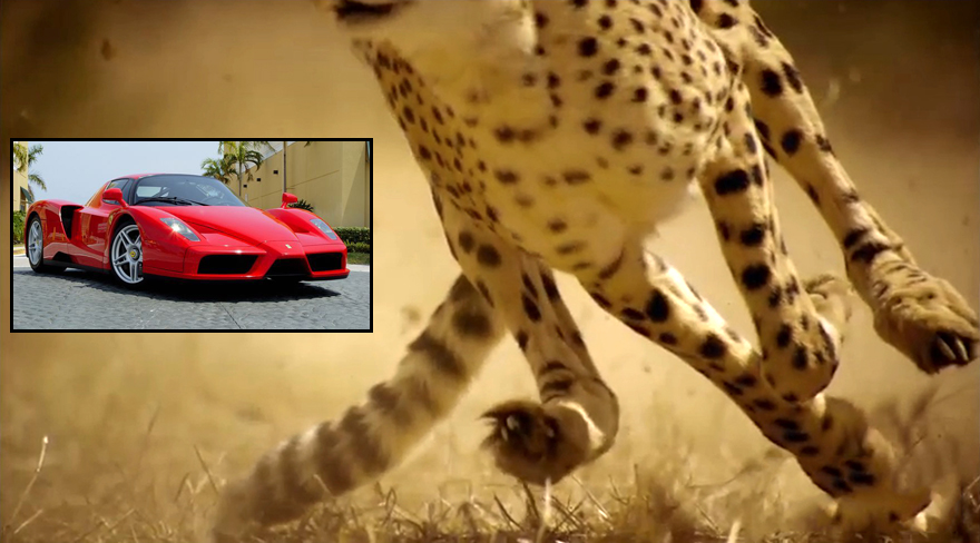 Speed challenge: Animals VS. Cars! Who Wins?